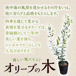 植木　オリーブ1.8m