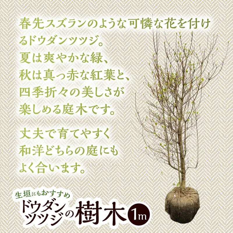 植木　ドウダンツツジ　1ｍ