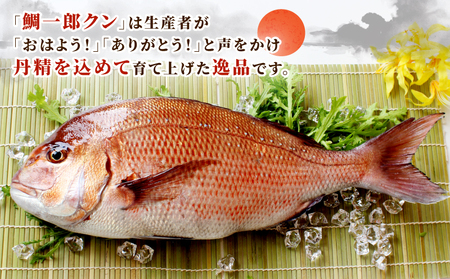 真鯛 1尾 鯛一郎クン 神経締め 株式会社タイチ D020-195001