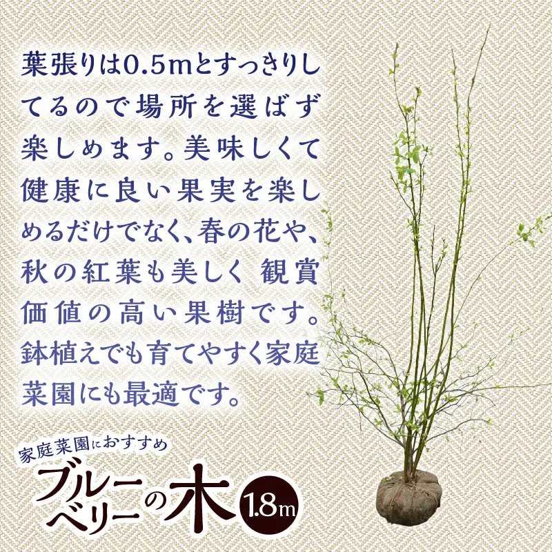 植木　ブルーベリーの木　株立ち　1.8ｍ