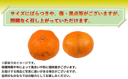 愛媛みかん 訳あり 南柑20号 10kg 誉農園 愛媛みかん B010-138011