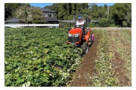 低温熟成 茨城県産 紅はるか さつまいも Lサイズ 5kg ねっとり 甘い 高糖度 大きい L サイズ べにはるか サツマイモ 焼き芋 最適 60日以上熟成 しっとり 食物繊維 ビタミン 健康 旨味 甘み 増す おやつ ギフト 贈答用 さつま芋 石岡市 (A22-001)
