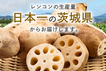 れんこん 1箱 ( 約 4kg ) 新ひたち野大地のめぐみ 旬の野菜 季節限定 (B01-012)