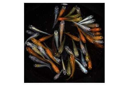 高級メダカ ミックス 30匹+α 選りすぐり高級メダカ 死着保証あり 初心者OK 水槽飼育 観賞魚 飼育セット 生体発送 メダカ 魚 飼育 茨城県 石岡市 (F04-001)