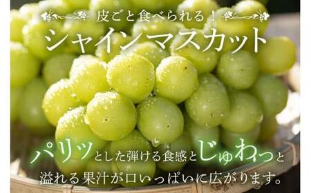 【 2026年 先行予約 】 シャインマスカット 650～750g 石田ぶどう園 1房 種なし ぶどう ブドウ 国産 果物 くだもの 大粒 葡萄 種無し フルーツ 9月 10月 発送 秋 旬 品種 茨城県産 産地直送 産直 農家直送 冷蔵 茨城県 石岡市 (A02-006)