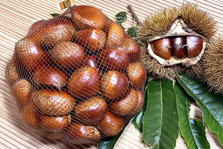 【 2026年 先行予約 】 生栗 1kg 果じゅまる園 栗 くり クリ 2L サイズ 1キロ 農薬不使用 殺虫剤不使用 国産 和栗 甘栗 果物 フルーツ くだもの 秋 旬 9月 10月 発送 産地直送 農家直送 産直 栗きんとん 栗ごはん 甘い 栗ご飯 栗おこわ 茨城県 石岡市 (A18-001)
