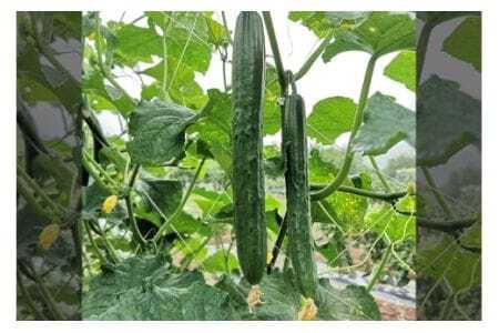 キュウリ 5kg きゅうり 胡瓜 夏野菜 常温便 新鮮 国産 茨城県産 野菜 夏 旬 産地直送 農園直送 ベジタブル グリーン サラダ 一本漬け 浅漬け 家庭用 業務用 フレッシュ 茨城県 石岡市 (A33-002)