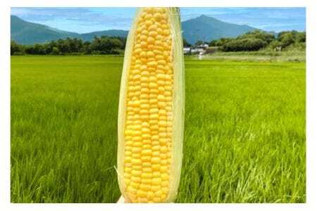 トウモロコシ 5kg とうもろこし わくわくコーン 白 黄 夏野菜 夏 旬 常温便 国産 茨城県産 野菜 グリーン ベジタブル 茹で 焼き 調理用 家庭用 業務用 農園直送 産地直送 茨城県 石岡市 (A33-003)