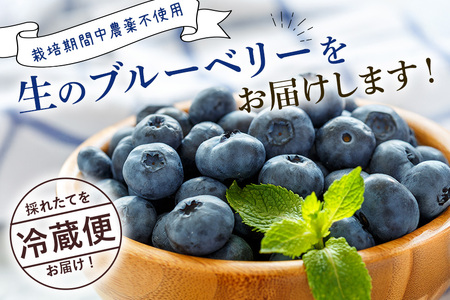 ブルーベリー 1680g ( 280g 6パック ) 生 手摘み 新鮮 完熟 冷蔵 農薬 栽培期間中 不使用 果物 フルーツ 国産 産地直送 農家直送 産直 夏 7月 8月 発送 くだもの アントシアニン 茨城 茨城県 石岡市 (F09-001)