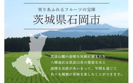【 2026年 先行予約 】 巨峰 1.5kg ( 種あり ) 鈴木ぶどう園 3房 ～ 5房 ぶどう ブドウ 国産 果物 くだもの 葡萄 フルーツ 1.5キロ 8月 下旬 9月 10月 発送 夏 秋 旬 品種 茨城県産 産地直送 産直 農家直送 冷蔵 茨城県 石岡市 (A07-002)