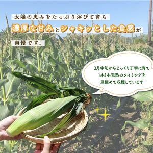 とうもろこし ドルチェドリーム とうもろこし
