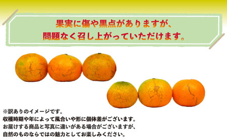 愛媛みかん 訳あり 早生みかん 10kg 誉農園 B010-138010