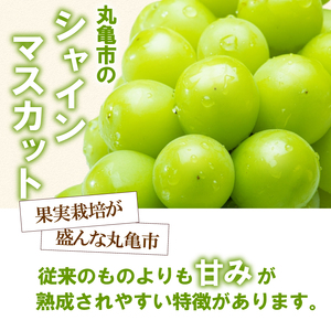 【2026年9月上旬より順次発送】 【秀品】シャインマスカット1房 ﾏｽｶｯﾄ ﾌﾞﾄﾞｳ