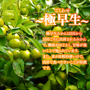 【先行予約】 みかん 由良 5kg 大石農園 静岡県 牧之原市