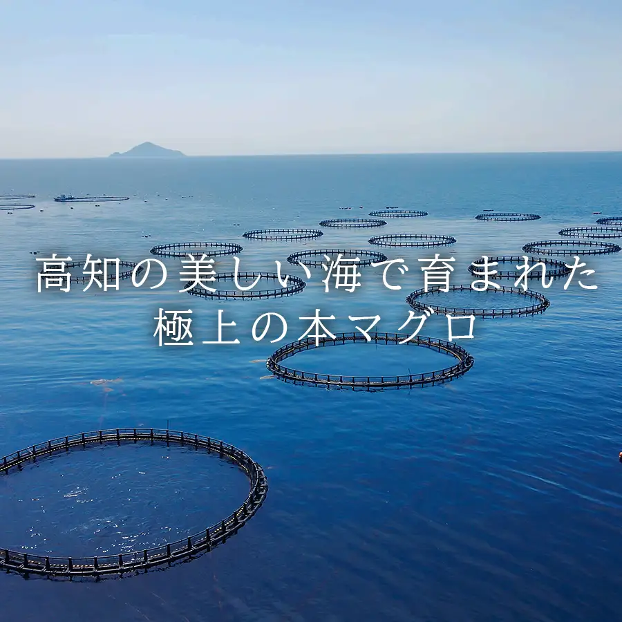 国産 養殖本マグロ3種盛 大トロ 中トロ 赤身 600g 刺身用 冷凍 柵 ギフト 贈答 産地直送