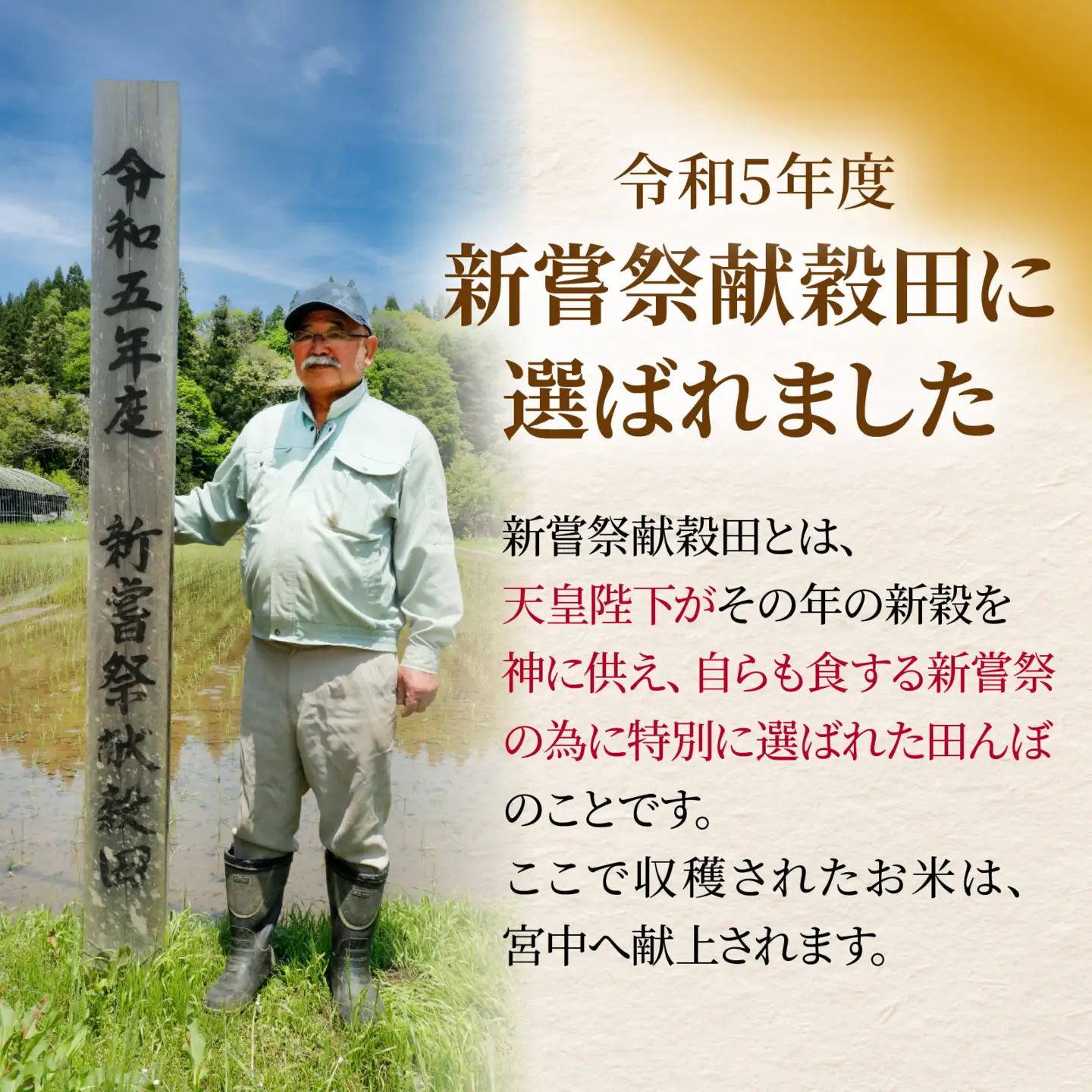 【先行予約】奥能登 穴水産 こしひかり 5kg  / コシヒカリ お米