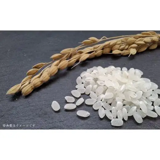 匝瑳市産　コシヒカリ　精米　10kg ／ 米 こめ コメ お米 おこめ コシヒカリ こしひかり 令和7年 白米 精米 ごはん 10kg 送料無料
