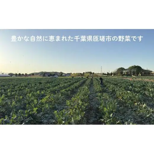 《定期便3ヶ月》旬のおまかせ野菜セット　4種類以上 ／ 野菜 やさい 旬の野菜 セット 詰め合わせ 定期便