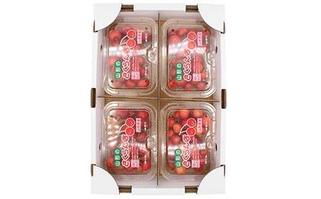 《2026年発送先行予約》山形県産 さくらんぼ約180g×4パック 品種おまかせ Mサイズ以上 秀品 (佐藤錦・紅秀峰・大将錦) 果物 くだもの フルーツ 夏果物 サクランボ F4A-0945