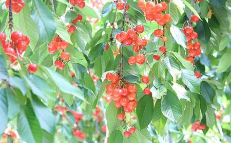 《2026年発送先行予約》【訳あり】さくらんぼ約700g M～L (佐藤錦or紅秀峰) 果物 くだもの フルーツ 夏果物 サクランボ ご家庭用 ご自宅用 F4A-0946