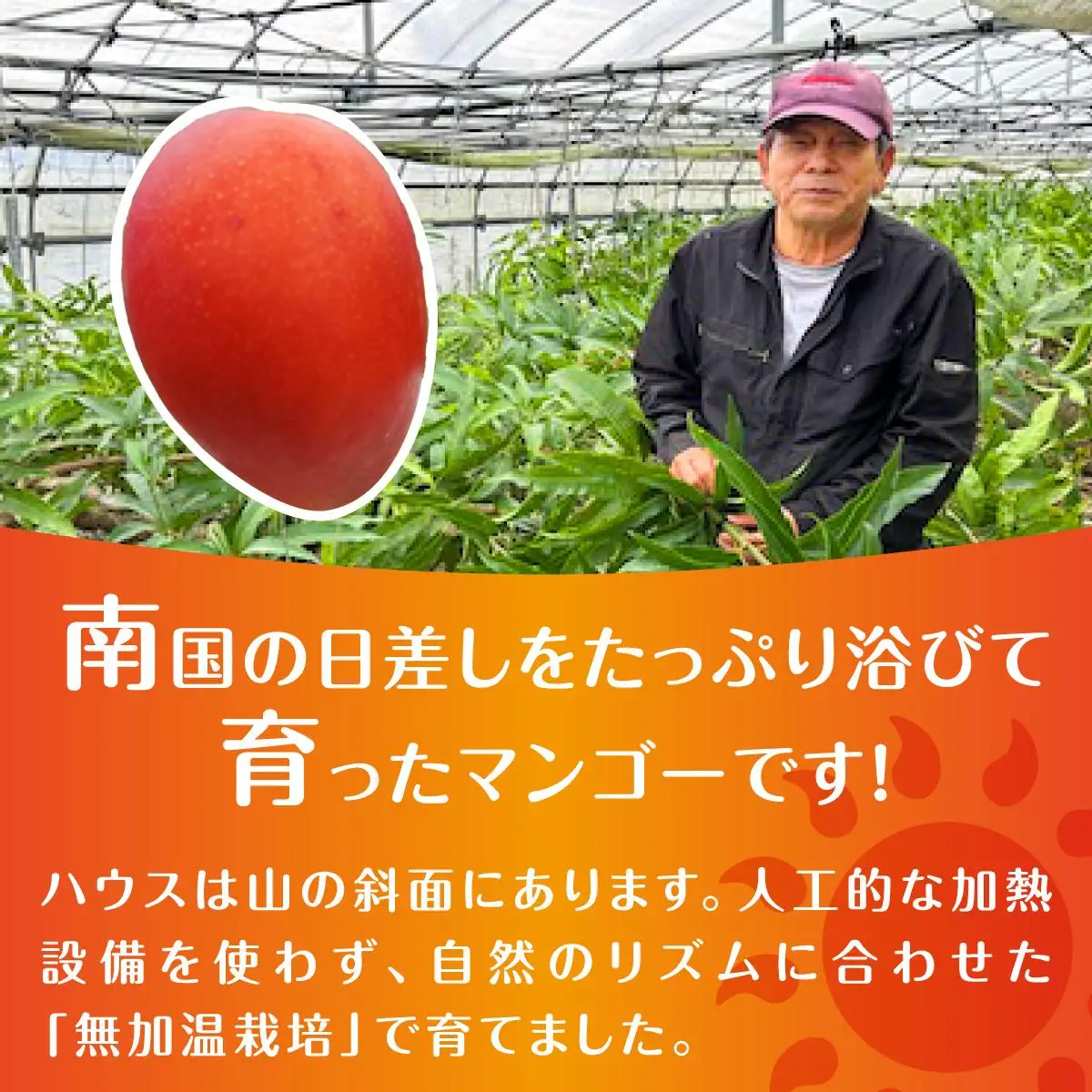(2026年発送・先行予約)【マンゴーfarm新】 沖縄県南城市産マンゴー白箱2kg   