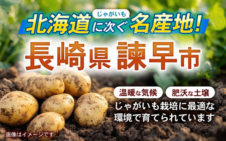 諫早産じゃがいも 10kg / じゃがいも ジャガイモ いも イモ 芋 野菜 やさい 10kg / 諫早市 / 松尾農園 [AHAY031]
