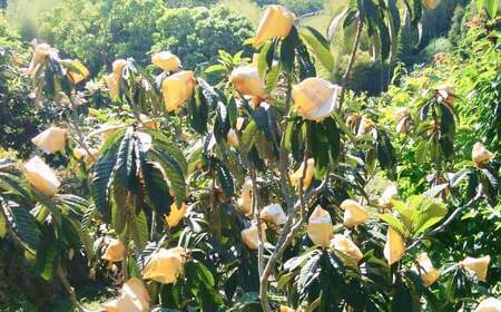 長崎 茂木びわ 『茂木』 Lサイズ 24個 x1箱 【2026年5月上旬～6月上旬迄発送予定】 びわ 枇杷 果物 果実 フルーツ 九州 長崎県 長崎市 常温