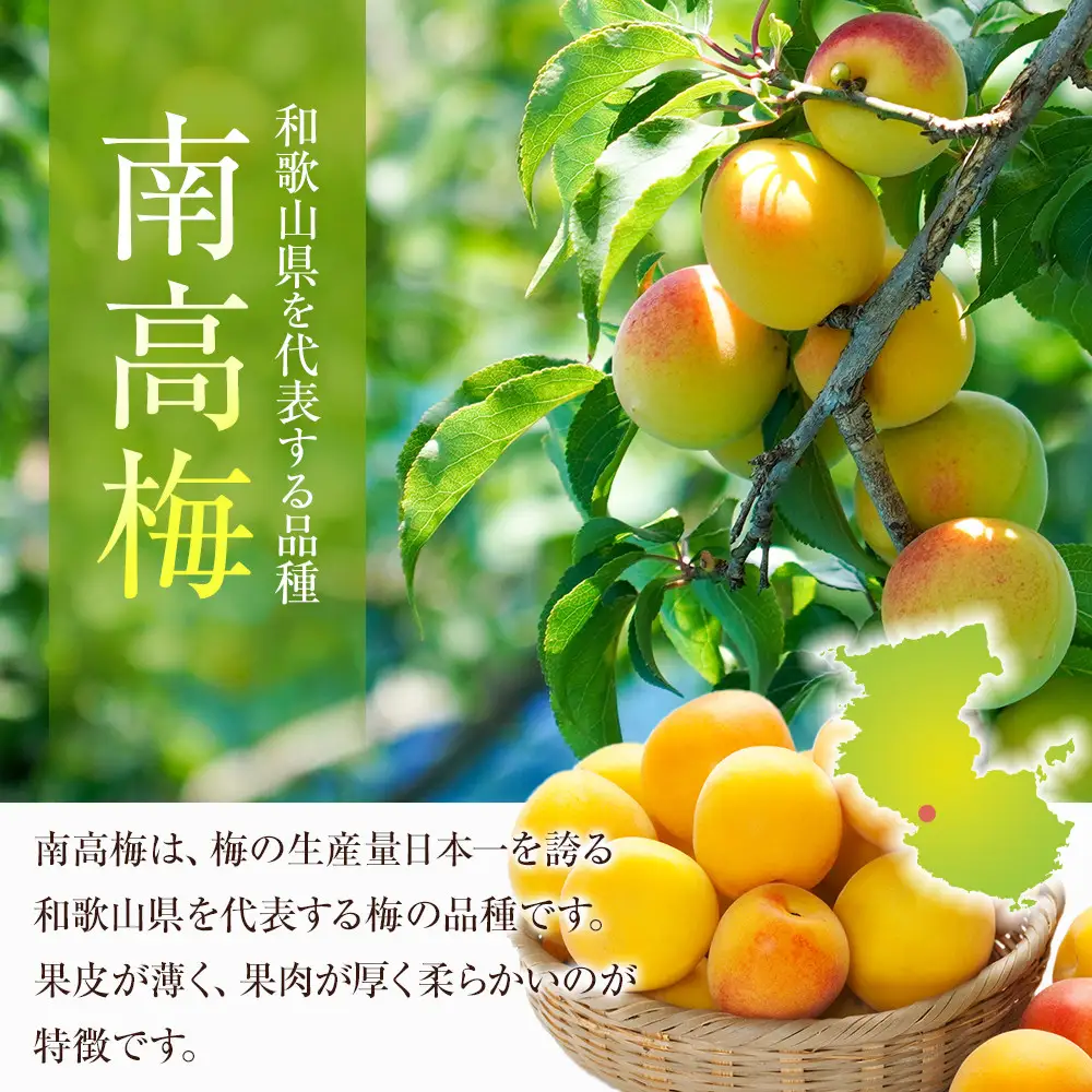 冷凍 紀州南高梅 完熟梅 約5kg L～4Lサイズ混合 ご家庭用