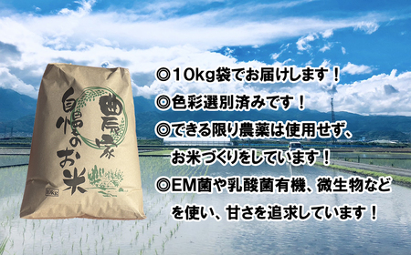 【令和８年度産先行予約】ヒノヒカリ 10kg ※2026年11月以降順次発送予定　精米済み ひのひかりお米 精米 １０キロ 米 ライス こめ おこめ １０kg