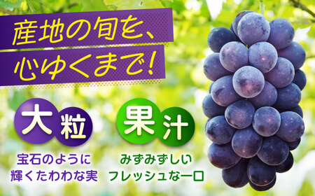 【期間限定/8月下旬〜9月上旬頃発送】ピオーネ 約2kg×2 8〜10房 [BAEV006] ピオーネ