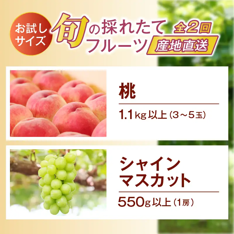 【定期便】【お試しサイズ】旬の採れたて2回定期便（桃・シャインマスカット）【2026年発送】（HO）B14-1410 桃 シャインマスカット フルーツ