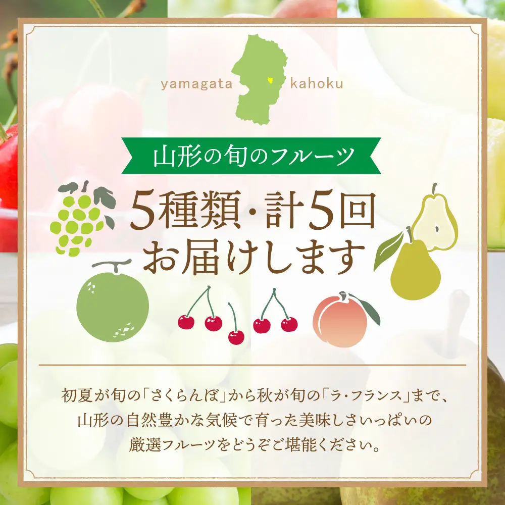 定期便 5回 山形県かほく 旬のフルーツ 定期便 令和8年産 フルーツ