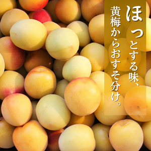 冷凍 梅 10kg 家庭用 / 南高梅 訳あり 黄梅 完熟梅 梅ジュース 梅酒 和歌山 ※7月上旬より翌年3月末まで順次発送 ※北海道・沖縄・離島への配送不可 【ikd510-c-10A】