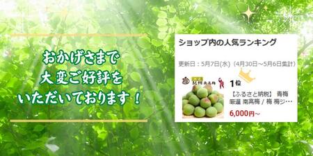 青梅 厳選 南高梅 10kg+250g（痛み補償分） / 梅 梅ジュース 梅酒 梅干し 高級 和歌山 ※5月~6月発送予定 ※北海道・沖縄・離島への配送不可 【ikd508-p-10G】