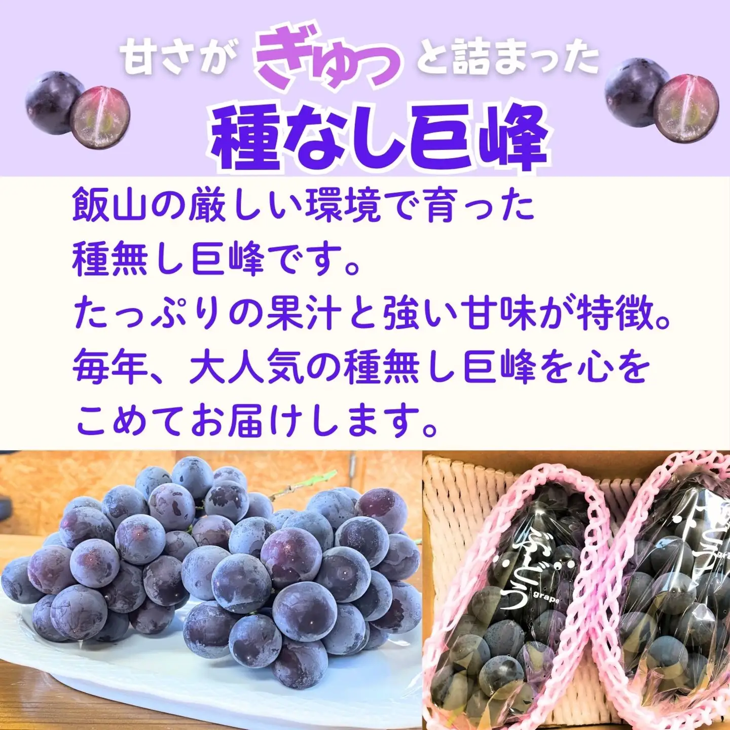 巨峰〈種なし〉 約1kg（2房）【2026年9月上旬より発送 先行予約】At-005