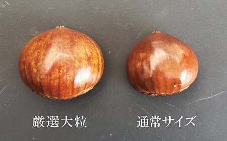 この道50年の職人が焼く、やさしい甘みたっぷりの「厳選大粒と通常サイズ」合計1kg！ 焼きたて 栗 くり 栗爪 殻付き お菓子 おつまみ 人気 高リピート 小分け 栗ご飯 栗きんとん 甘露煮 H045-088