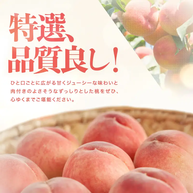 長野県 飯田市産 桃 あかつき 約1.8kg 糖度選別13度以上 【2026年7月中旬～8月上旬発送】