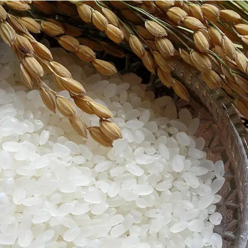 【令和8年産 新米先行受付】さがびより 精米 5kg×2【6ヶ月定期便】(H061A94)