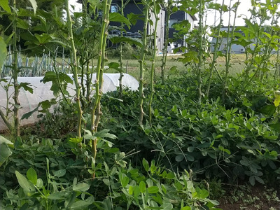 自然栽培 旬の野菜セット 詰め合わせ Sサイズ 1～2人分 くわのみ農園