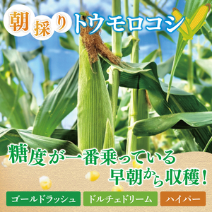 とうもろこし 4本～6本入り（約2.3kg）朝採れ 高糖度  甘い コーン 夏限定 旬 野菜 新鮮 人気 産地直送 お取り寄せ 茨城県 阿見町【先行予約｜2026年6月中旬より配送】（76-05）