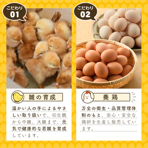 平飼い卵 なちゅら(計60個・10個×6P) 卵 玉子 鶏卵 卵かけご飯 玉子焼き【108800500】【カジワラファーム】