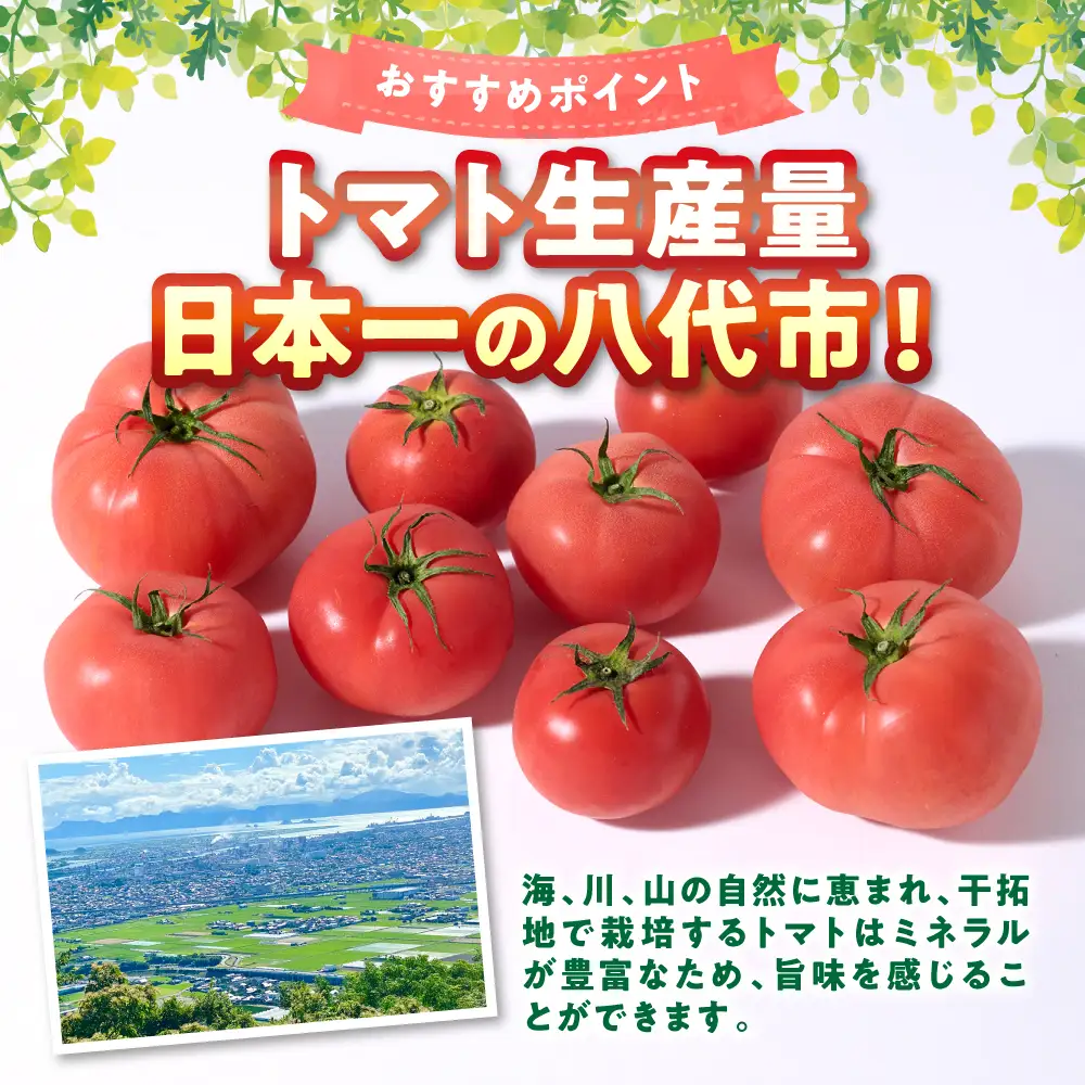 トマト 【訳あり】 おっぺしゃんトマト 3.5kg トマト とまと 野菜