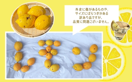 一法農園の 国産レモン サイズ混合 3kg(15個前後) 訳あり ご家庭用【12月中旬～3月下旬までに順次発送】 / れもん レモン 檸檬 蜜柑 フルーツ 果物 【mkz019】