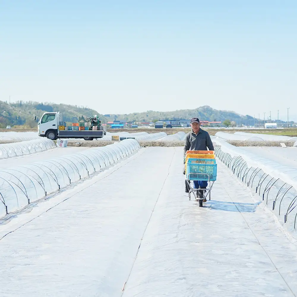 大玉すいか ゴールデンジャック 2~3L×1玉 令和8年産 山形県産 gt-sugjx2
