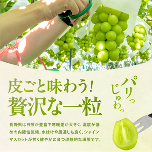 南信州産 シャインマスカット 秀品 約2kg (3～6房) ＜2026年9月中旬～順次発送＞ ＪＡみなみ信州ＤＭセンター飯田市