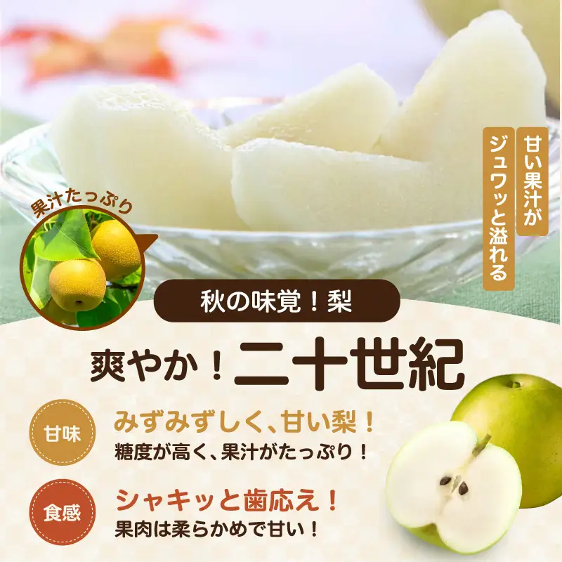 二十世紀 秀品 約5kg 8～16玉 ＜2026年9月上旬～順次発送＞ ＪＡみなみ信州ＤＭセンター飯田市