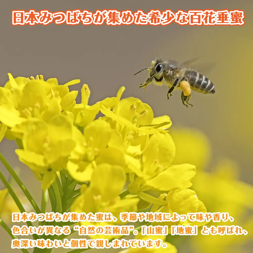 日本みつばちの百花垂蜜 150g×2個 保存料・着色料無添加 はちみつ