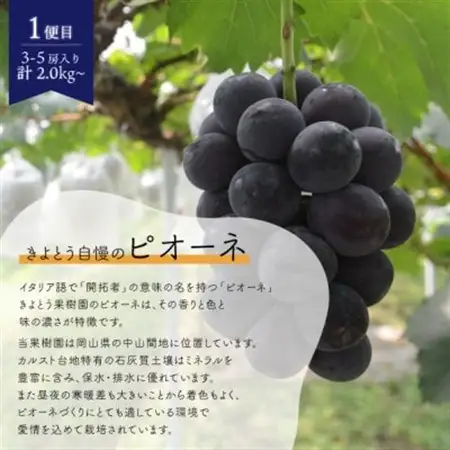 【発送月固定定期便】ピオーネとシャインマスカットの2回便! 各2.0kg～ (岡山県産)全2回【配送不可地域：離島】【4067502】