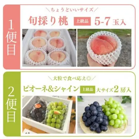 【発送月固定定期便】量より質の岡山果物づくし!桃とピオーネ＆シャインの定期便(岡山県産)全2回【配送不可地域：離島・北海道・沖縄県】【4067690】