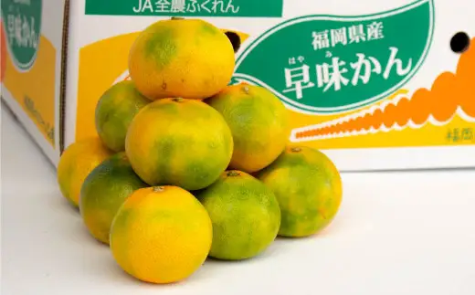福岡県産 極早生みかん・早味かん 約2kg 早生 ミカン 果物 くだもの フルーツ 柑橘 かんきつ 【2026年9月上旬～9月下旬発送予定】